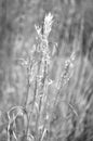 Black and white wild reed in field