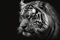black and white wild tiger head, AI generated