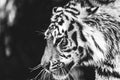 A black and white wildlife headshot of a Siberian tiger standing up. The big cat is a dangerous predator, has orange and white fur Royalty Free Stock Photo