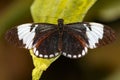 Black and white wing, Heliconius cydno butterfly