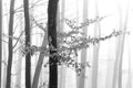 Black and white winter forest, foggy background, leftover leaves on branches and ground