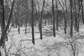 Black and white winter forest landscape Royalty Free Stock Photo