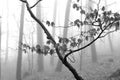 Black and white winter forest, foggy background, leftover leaves on branches and ground