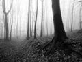 Black and white winter forest, foggy background, leftover leaves on branches and ground