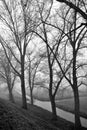 Black and white winter landscape with barren trees meadows and ditch foggy