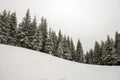 Black and white winter mountain New Year Christmas landscape. Tall pine trees covered with frost in deep clear snow in winter Royalty Free Stock Photo