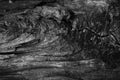 Black white wood texture. Old cracked wooden surface. Close-up. Dark gray grunge background Royalty Free Stock Photo