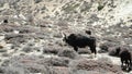 Black and White Yak with Horns in HIgh Himalayan Courntryside