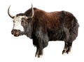 Black and white yak isolated on whit