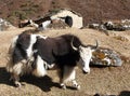 Black and white Yak - Nepal Himalayas mountains Royalty Free Stock Photo