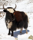 Black and white yak on snow background in Annapurna Area Royalty Free Stock Photo