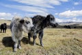 Black and white, young Domestic Yaks Bos grunniens, standing in the grassland of Tagong