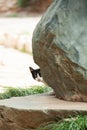 A black and white, young feral Jerusalem street cat peeks out at the world from behind a large rock Royalty Free Stock Photo