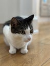 Black and white young kitten on wooden floor