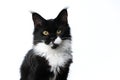 black white young maine coon cat portrait on white background Royalty Free Stock Photo