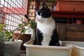 A black and white young neutered male cat sits in a plastic tray and dreams instead of defecating in it. Keeping pets in