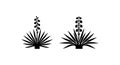 Black and White Yucca Plant Desert Spiky Flora Royalty Free Stock Photo