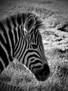 Black & White Zebra