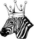 black and white Zebra head on white background Royalty Free Stock Photo