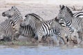 Black and white Zebra Herd running from water