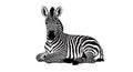 Black and White Zebra Illustration Lying Down Royalty Free Stock Photo