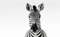 Black and white zebra isolated on white background with clipping path. Royalty Free Stock Photo