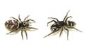 Black and white zebra jumping spider male and female Royalty Free Stock Photo