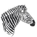Black And White Zebra Portrait, Head Sketch Isolated On White Background. Vector