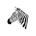 Black and White Zebra portrait with side view. Royalty Free Stock Photo