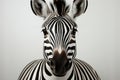 Black and white zebra portrait on white background