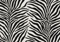 Black and white zebra print pattern with irregular, wavy stripes on a light background. Royalty Free Stock Photo