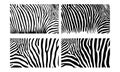 Black White Zebra Seamless Vector Skin Pattern Illustration Royalty Free Stock Photo