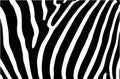Black and white zebra stripes background. Royalty Free Stock Photo