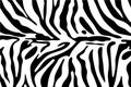 Black and white zebra stripes background. Zebra skin. Zebra background. Royalty Free Stock Photo