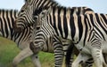 Black and White Zebra stripes