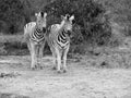 Black and white zebras