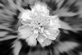BLACK AND WHITE ZOOM IMAGE OF A MARIGOLD FLOWER