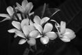 Black and whiteof frangipani flower