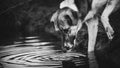 Black and whtie photo of a dog drinks water from puddle Royalty Free Stock Photo