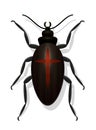 Black Widow Beetle Species Extinction