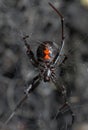 Black Widow Spider Royalty Free Stock Photo
