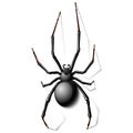 Black widow spider Royalty Free Stock Photo