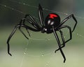 Black Widow Spider Royalty Free Stock Photo