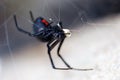 Black widow spider Royalty Free Stock Photo