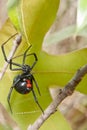 Black Widow Royalty Free Stock Photo