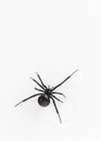 Black widow spider close up Royalty Free Stock Photo