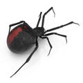 Black Widow Spider 3D Illustration Isolated On White Background