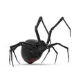 Black Widow Spider 3D Illustration Isolated On White Background