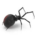 Black Widow Spider 3D Illustration Isolated On White Background