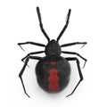 Black Widow Spider 3D Illustration Isolated On White Background